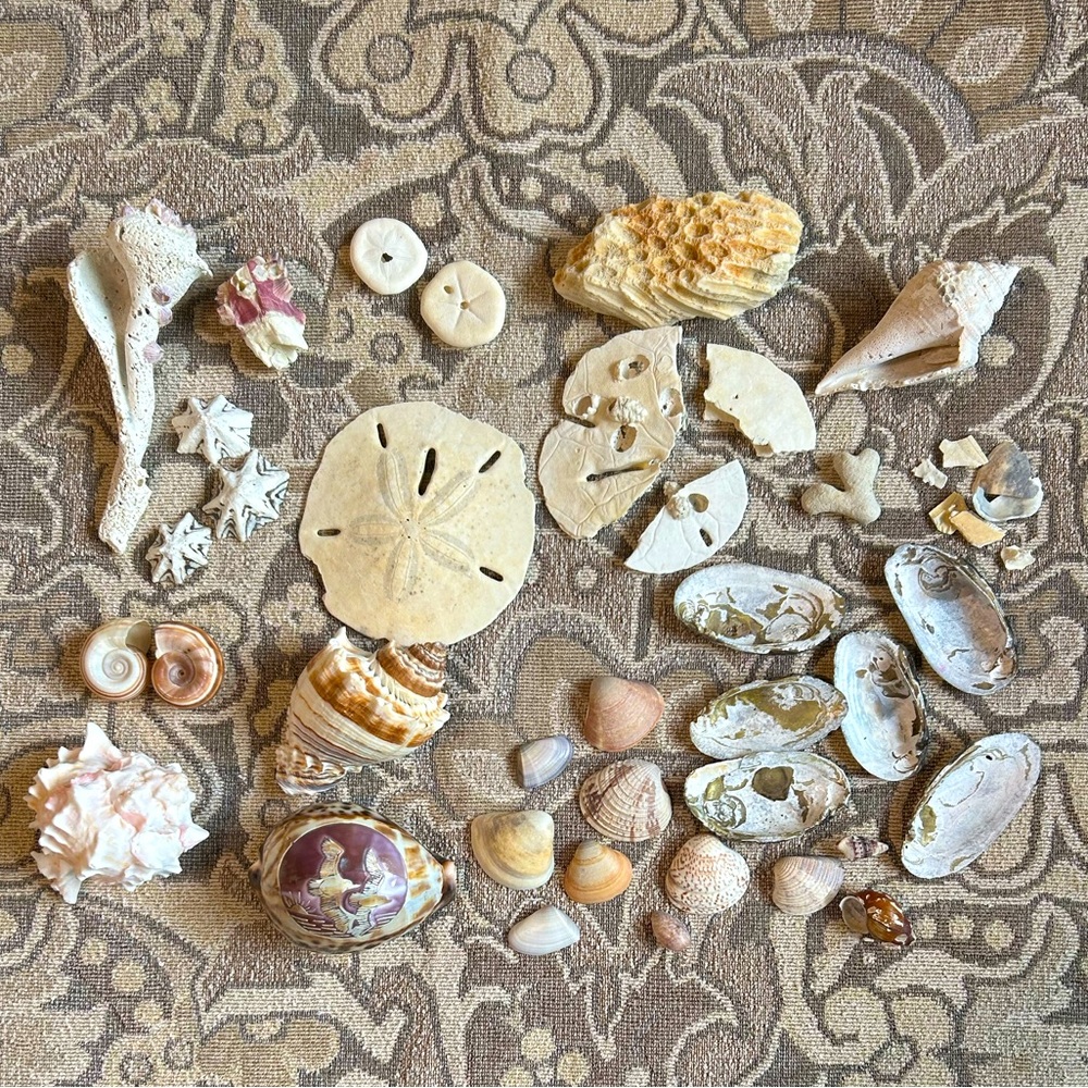Sea Shell Collection with Etched Tiger Cowrie of Two Seagulls. Postcard